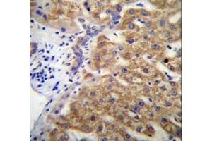 Immunohistochemistry analysis in human liver tissue (Formalin-fixed, Paraffin-embedded) using Mucin-15 Antibody (C-term), followed by peroxidase conjugated secondary antibody and DAB staining. (MUC15 antibody  (C-Term))