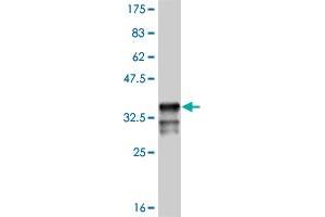 Western Blot detection against Immunogen (35. (MSX1 antibody  (AA 216-297))