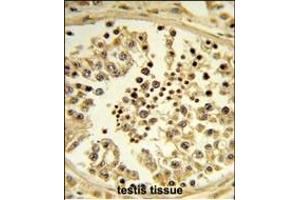 Formalin-fixed and paraffin-embedded human testis tissue reacted with IPO11 Antibody (N-term), which was peroxidase-conjugated to the secondary antibody, followed by DAB staining. (Importin 11 antibody  (N-Term))