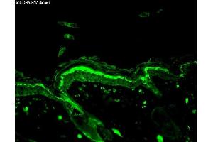 Immunohistochemistry analysis using Mouse Anti-DNA Damage Monoclonal Antibody, Clone 15A3 (ABIN361743 and ABIN361744). (DNA Damage antibody)