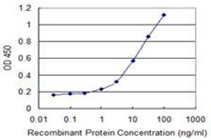 Detection limit for recombinant GST tagged B3GNT3 is 0. (B3GNT3 antibody  (AA 135-208))