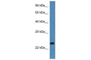 Western Blot showing Ssr2 antibody used at a concentration of 1. (SSR2 antibody  (C-Term))