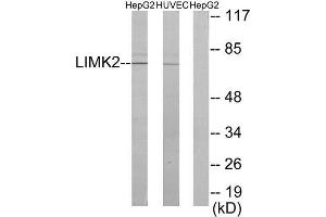 Western Blotting (WB) image for anti-LIM Domain Kinase 2 (LIMK2) (Internal Region) antibody (ABIN1849457) (LIMK2 antibody  (Internal Region))