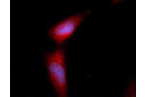 Immunofluorescence (IF) image for anti-Fibroblast Growth Factor 2 (Basic) (FGF2) (AA 143-288) antibody (APC) (ABIN5565473) (FGF2 antibody  (AA 143-288) (APC))