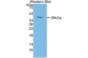 Western Blotting (WB) image for anti-Neuropeptide S (NPS) (AA 31-85) antibody (ABIN1862979) (NPS antibody  (AA 31-85))