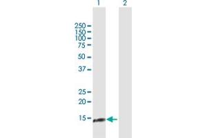 Western Blot analysis of NDUFA13 expression in transfected 293T cell line by NDUFA13 MaxPab polyclonal antibody. (NDUFA13 antibody  (AA 1-144))