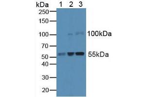 Figure. (Caspase 8 antibody  (AA 7-201))
