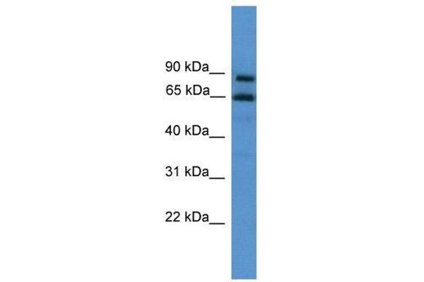 ZNF257 antibody  (C-Term)