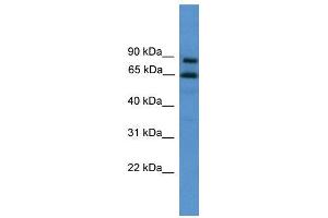 WB Suggested Anti-ZNF257  Antibody Titration: 0. (ZNF257 antibody  (C-Term))