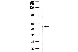 Western blot analysis of lysates from Mouse liver, using G Antibody at 1/1000 dilution.
