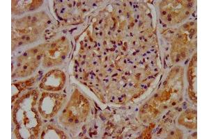 IHC image of ABIN7160289 diluted at 1:600 and staining in paraffin-embedded human kidney tissue performed on a Leica BondTM system. (MUC2 antibody  (AA 569-657))