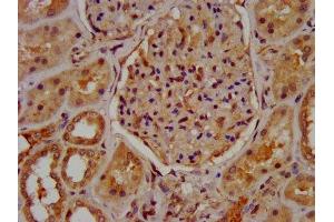 IHC image of ABIN7160289 diluted at 1:600 and staining in paraffin-embedded human kidney tissue performed on a Leica BondTM system. (MUC2 antibody  (AA 569-657))