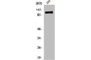 Western Blot analysis of 293 cells using mGluR-4 Polyclonal Antibody (Metabotropic Glutamate Receptor 4 antibody  (C-Term))