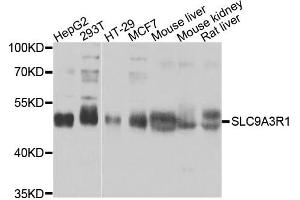 Western blot analysis of extracts of various cells, using SLC9A3R1 antibody. (SLC9A3R1 antibody)
