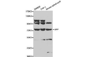 Western blot analysis of extracts of various cell lines, using APP antibody. (APP antibody  (AA 190-290))