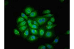 Immunofluorescent analysis of A549 cells using ABIN7165610 at dilution of 1:100 and Alexa Fluor 488-congugated AffiniPure Goat Anti-Rabbit IgG(H+L) (FUZ antibody  (AA 280-404))