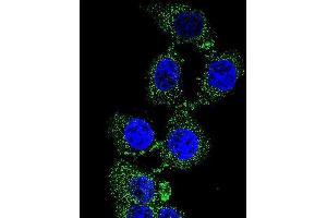 Confocal immunofluorescent analysis of C4orf21 Antibody (N-term) (ABIN655214 and ABIN2850480) with 293 cell followed by Alexa Fluor 488-conjugated goat anti-rabbit lgG (green). (ZGRF1 antibody  (N-Term))