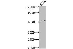 Western Blot Positive WB detected in: HL60 whole cell lysate All lanes: LCHN antibody at 1:1000 Secondary Goat polyclonal to rabbit IgG at 1/50000 dilution Predicted band size: 52 kDa Observed band size: 52 kDa (DENND11/KIAA1147 antibody  (AA 2-233))
