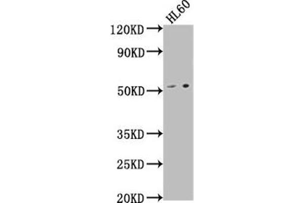 DENND11/KIAA1147 antibody  (AA 2-233)