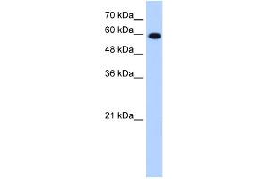 WB Suggested Anti-STIP1 Antibody Titration:  1. (STIP1 antibody  (C-Term))