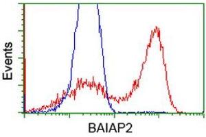 HEK293T cells transfected with either RC214570 overexpress plasmid (Red) or empty vector control plasmid (Blue) were immunostained by anti-BAIAP2 antibody (ABIN2454636), and then analyzed by flow cytometry. (BAIAP2 antibody)