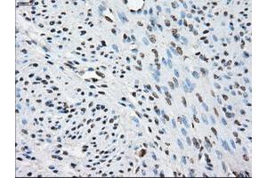 Image no. 2 for anti-Protein Phosphatase 5, Catalytic Subunit (PPP5C) antibody (ABIN1500389) (PP5 antibody)