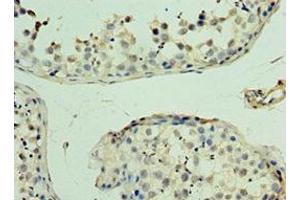 Immunohistochemistry of paraffin-embedded human testis tissue using ABIN7166484 at dilution of 1:100 (MAS1 antibody  (AA 246-325))
