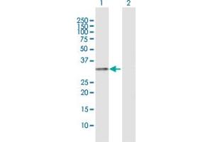 Western Blot analysis of HLA-DRA expression in transfected 293T cell line by HLA-DRA MaxPab polyclonal antibody. (HLA-DRA antibody  (AA 1-254))