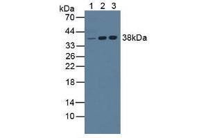 Western blot analysis of (1) Mouse Liver Tissue, (2) Human Jurkat Cells and (3) Human K562 Cells.