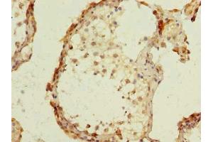 Immunohistochemistry of paraffin-embedded human testis tissue using ABIN7164501 at dilution of 1:100 (GPR75 antibody  (AA 372-540))