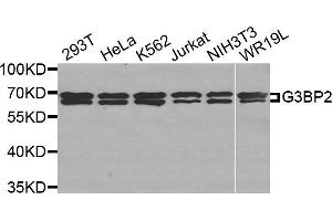 Western Blotting (WB) image for anti-GTPase Activating Protein (SH3 Domain) Binding Protein 2 (G3BP2) antibody (ABIN1877055) (G3BP2 antibody)