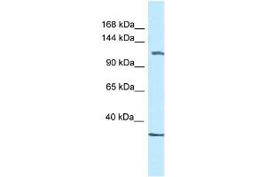 WB Suggested Anti-Zbtb38 Antibody   Titration: 1.