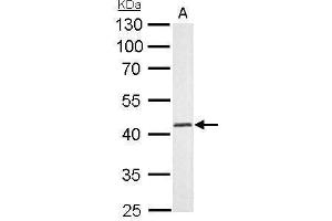 WB Image Adenosine kinase antibody detects ADK protein by Western blot analysis.