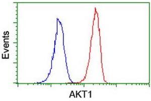Image no. 7 for anti-V-Akt Murine Thymoma Viral Oncogene Homolog 1 (AKT1) antibody (ABIN1496554) (AKT1 antibody)