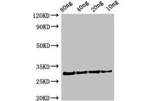 Western Blot Positive WB detected in Recombinant protein All lanes: Profilin antibody at 2. (Profilin antibody  (AA 1-133))