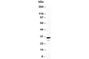 Western blot testing of Calretinin antibody and HeLa cell lysate. (Calretinin antibody  (N-Term))