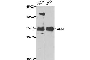 Western blot analysis of extracts of various cell lines, using GEM antibody (ABIN5975530) at 1/1000 dilution. (GEM antibody)