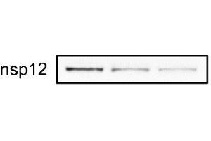 Relative abundance of nsp12 in DMSO- or merafloxacin-treated Vero E6 cells 48 h after SARS-CoV-2 infection (MOI = 0.