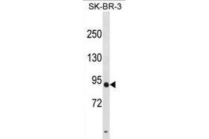 DPY19L3 Antibody (N-term) (ABIN1881271 and ABIN2838846) western blot analysis in SK-BR-3 cell line lysates (35 μg/lane). (DPY19L3 antibody  (N-Term))