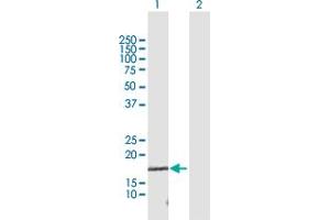 TCEAL1 antibody  (AA 1-159)