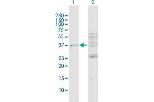Western Blot analysis of DUSP7 expression in transfected 293T cell line by DUSP7 MaxPab polyclonal antibody. (DUSP7 antibody  (AA 1-320))