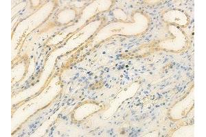 ABIN6257079 and ABIN6275722 at 1/100 staining human normal kidney tissue by IHC-P. (ANKRD20A1 antibody  (N-Term))