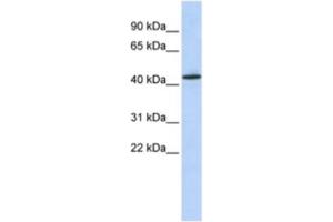 Western Blotting (WB) image for anti-Keratin 15 (KRT15) antibody (ABIN2463639) (KRT15 antibody)