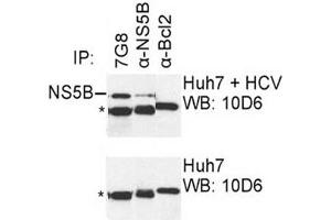 IP was carried out with NS5B specific mAb 7G8 using the lysates of Huh7 cells harboring selectable subgenomic HCV RNA replicon (upper panel) or plain Huh7 cells (lower panel). (HCV 1b NS5B antibody  (AA 95-105))