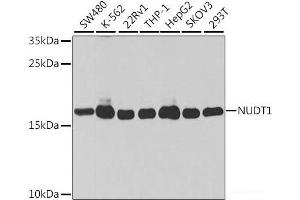 Western blot analysis of extracts of various cell lines using NUDT1 Polyclonal Antibody at dilution of 1:1000. (NUDT1 antibody)