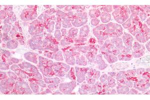 Detection of DEFb1 in Human Pancreas Tissue using Polyclonal Antibody to Defensin Beta 1 (DEFb1) (beta Defensin 1 antibody  (AA 22-69))