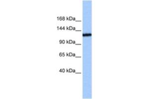 Western Blotting (WB) image for anti-Testis Expressed 2 (TEX2) antibody (ABIN2463273) (TEX2 antibody)