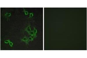 Immunofluorescence analysis of COS7 cells, using CCRL1 Antibody. (CCRL1 antibody  (AA 5-54))