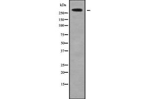 Western blot analysis of HECTD1 using COS7 whole cell lysates (HECTD1 antibody)