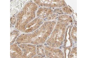 ABIN6267622 at 1/200 staining human kidney tissue sections by IHC-P. (PTPN11 antibody  (pTyr580))